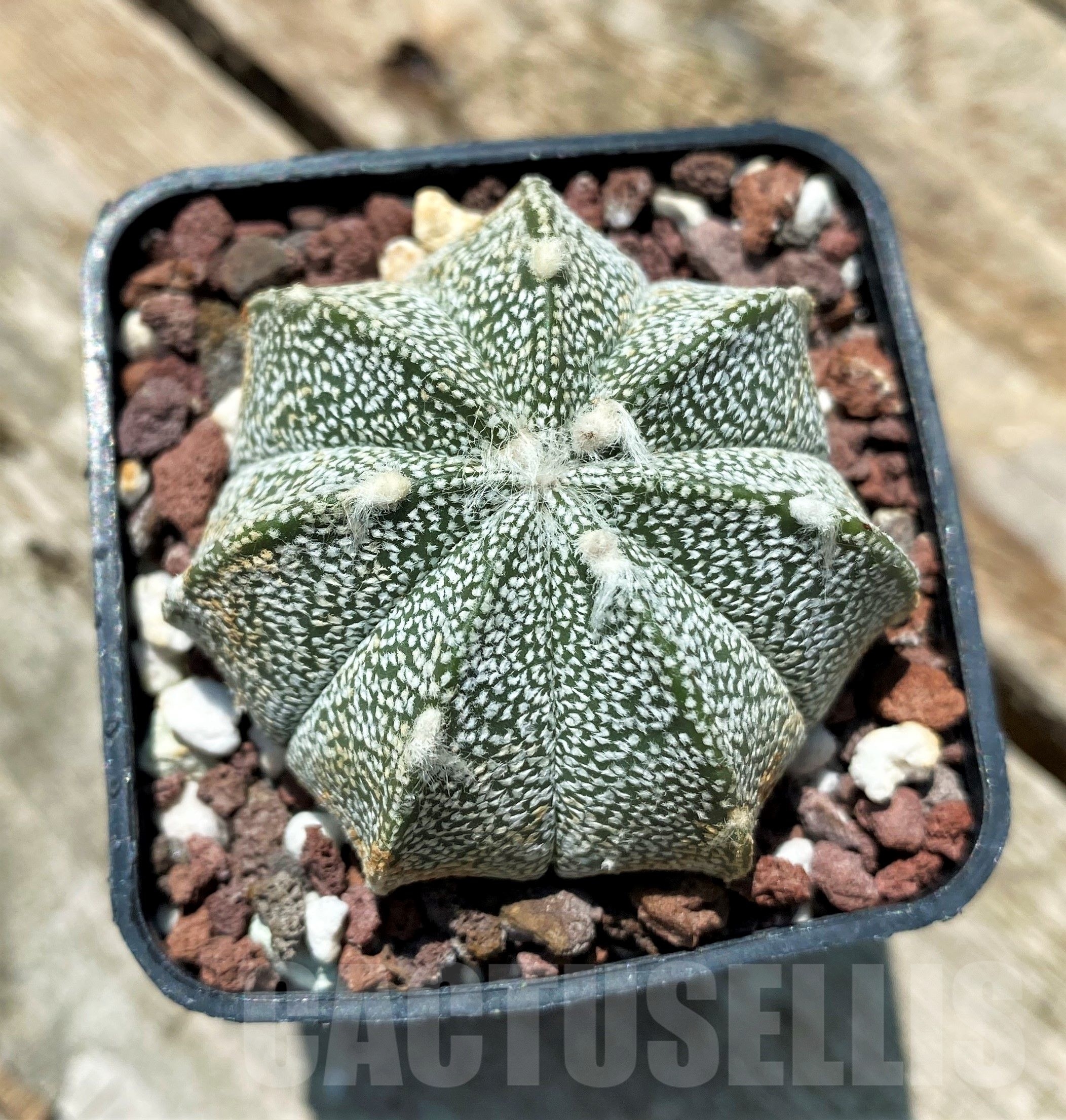 SHPR10956 Astrophytum asterias hybrid - Image 2