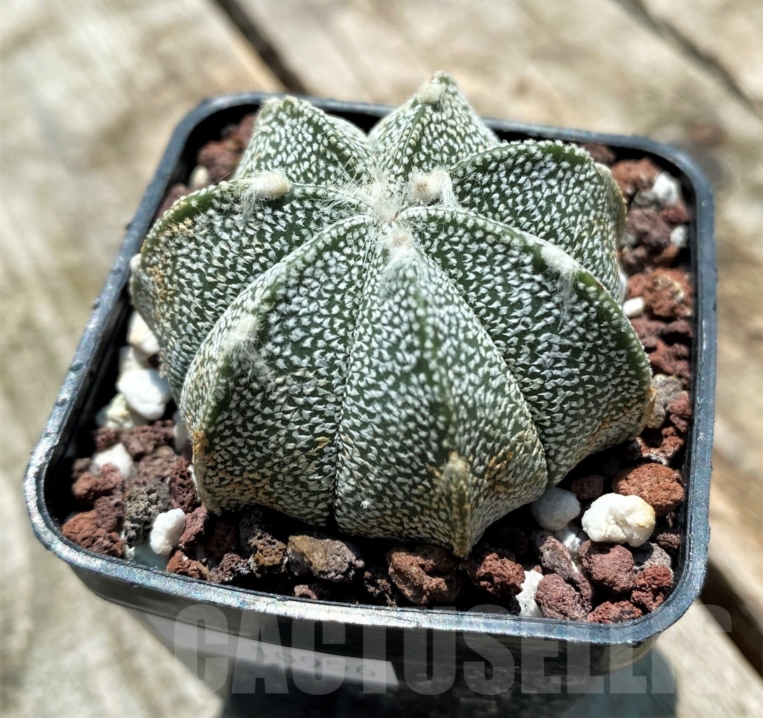SHPR10956 Astrophytum asterias hybrid