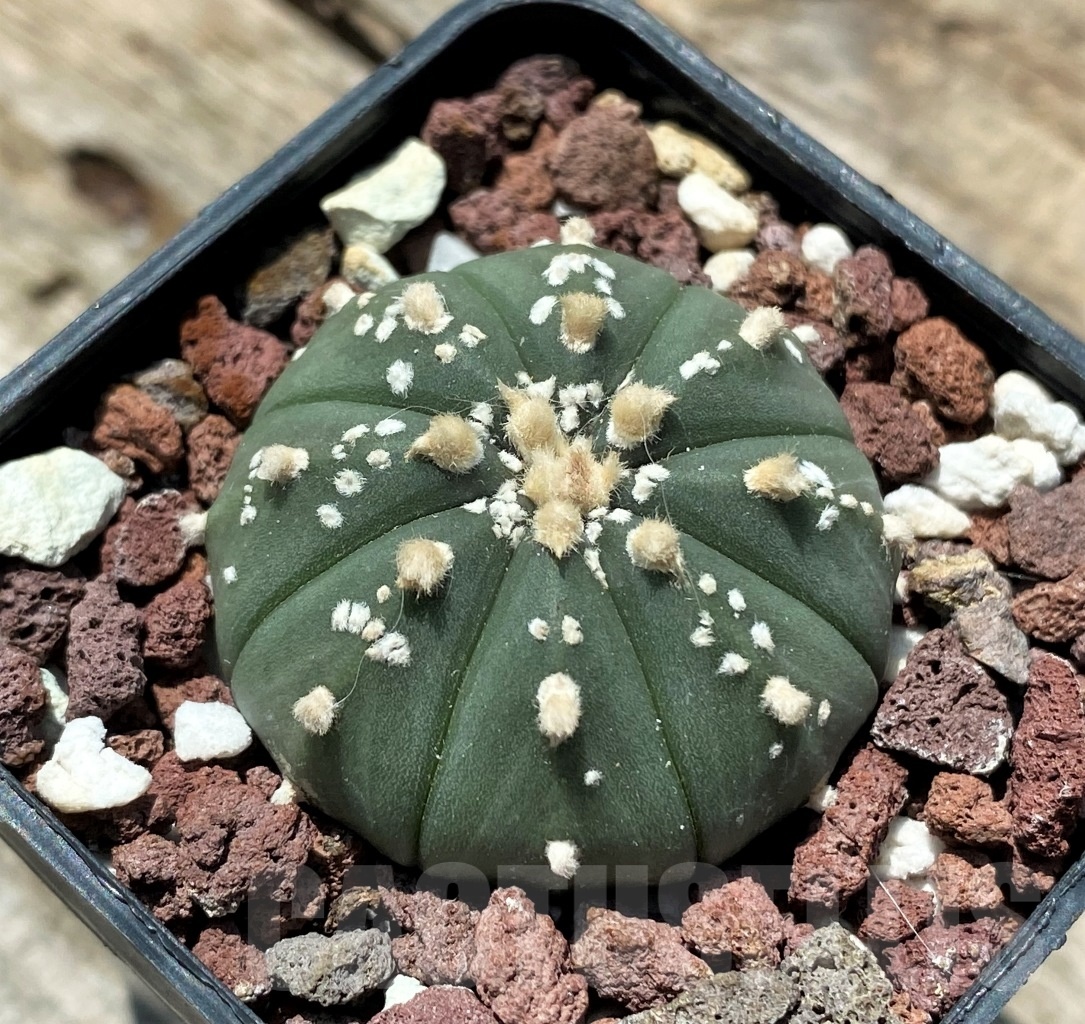 SHPR10957 Astrophytum asterias hybrid
