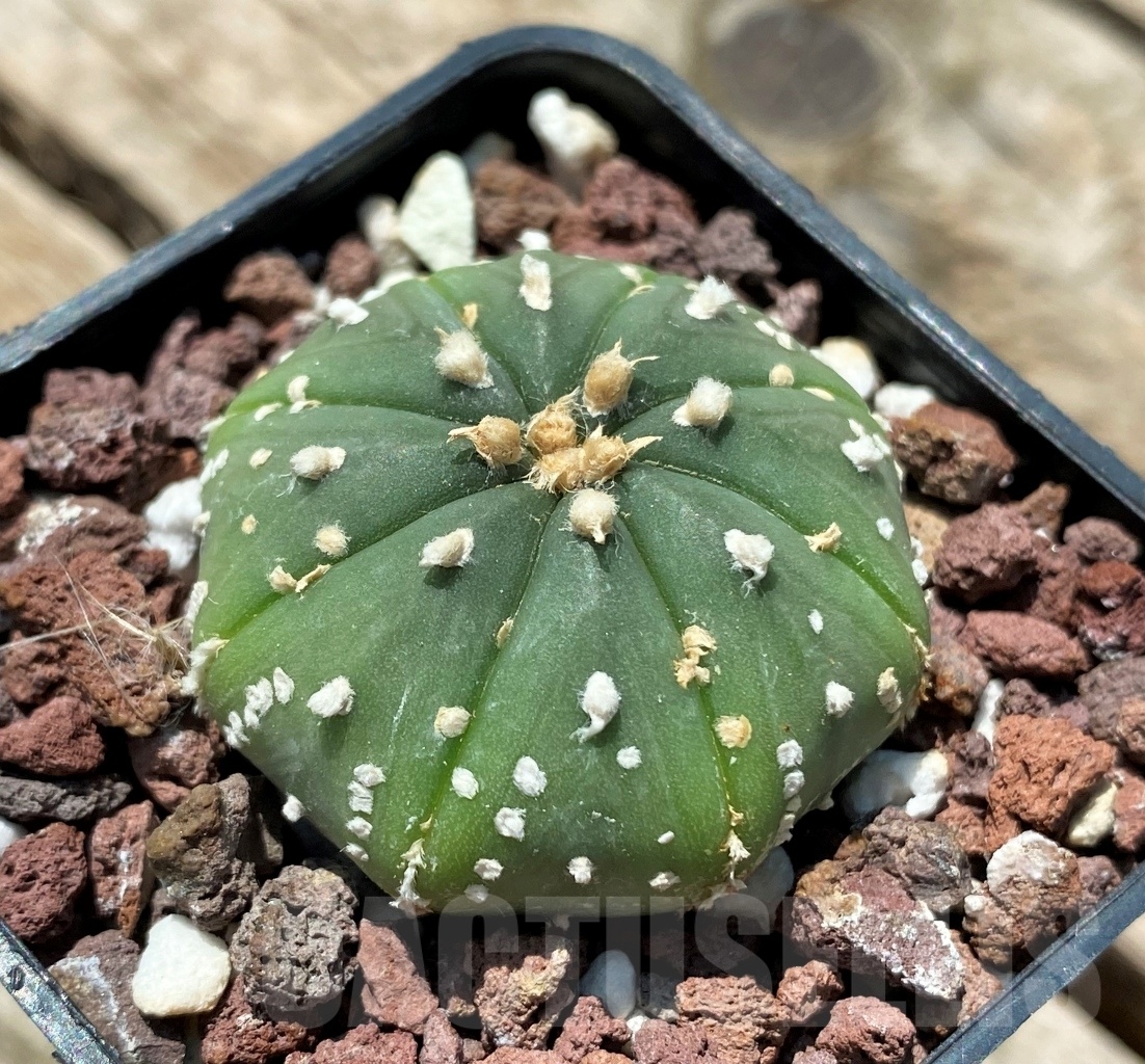 SHPR10957 Astrophytum asterias hybrid - Image 2