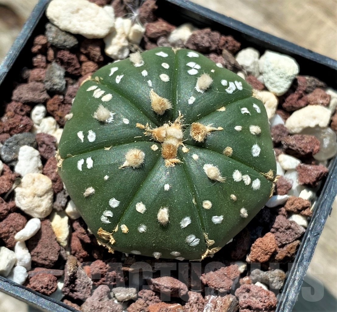 SHPR10957 Astrophytum asterias hybrid - Image 3