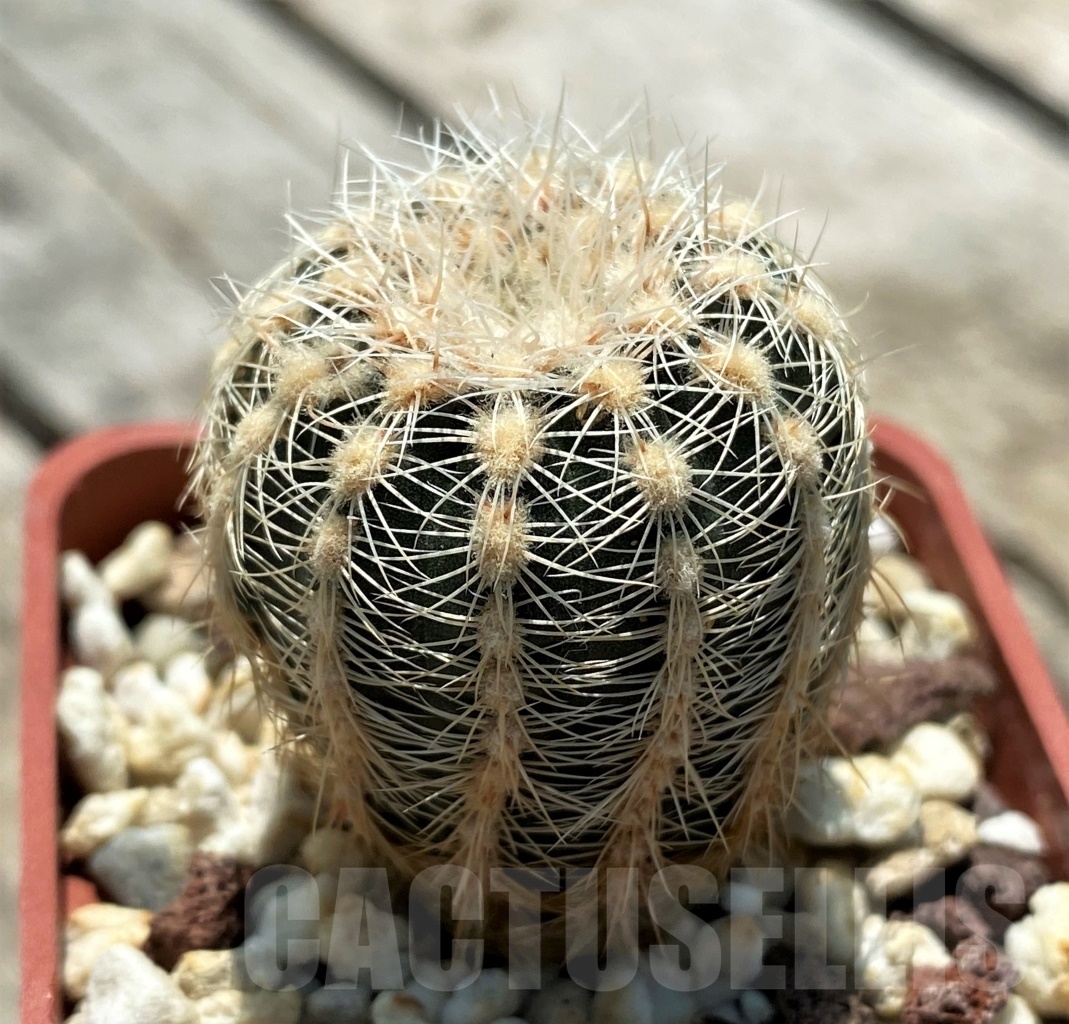 SHPR10958 Gymnocalycium bruchii v. niveum OF 0025-80