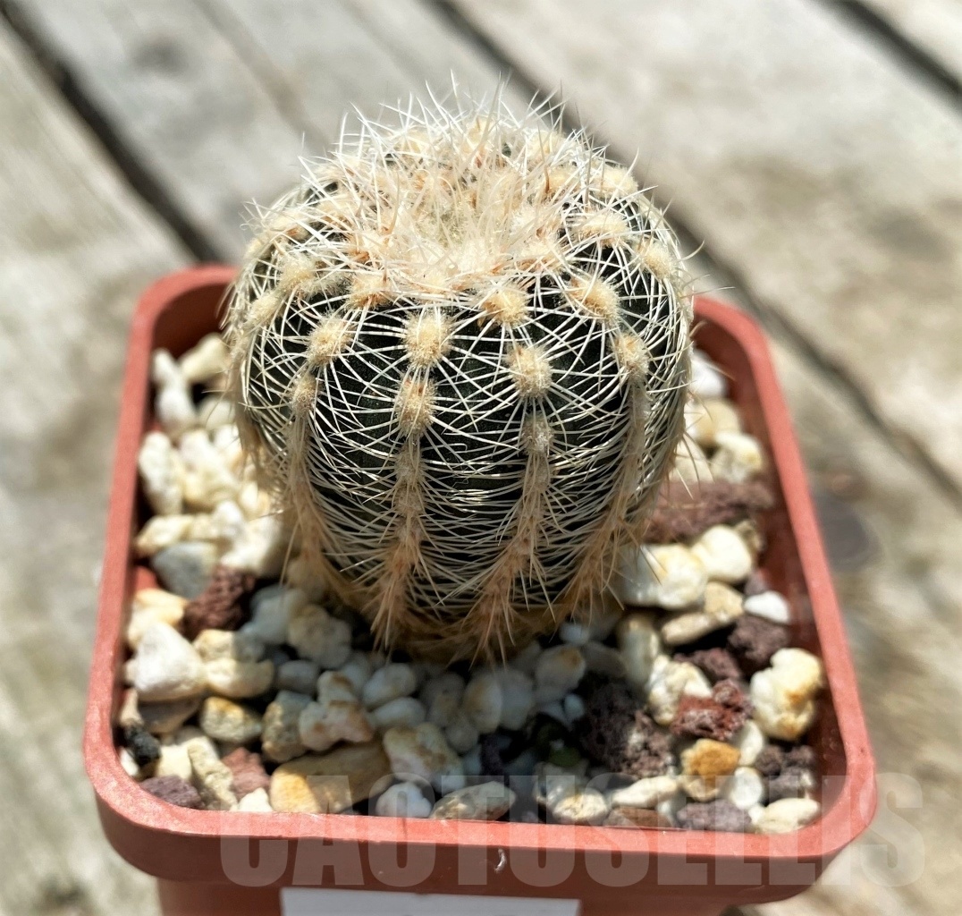 SHPR10958 Gymnocalycium bruchii v. niveum OF 0025-80 - Image 2
