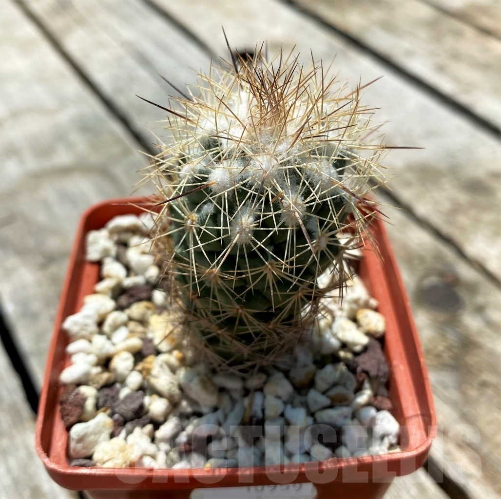 SHPR10959 Turbinicarpus horripilus