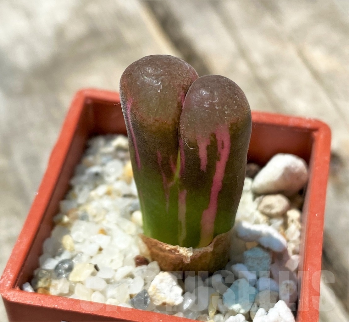 SHPR10960 Ophthalmophyllum verrucosum