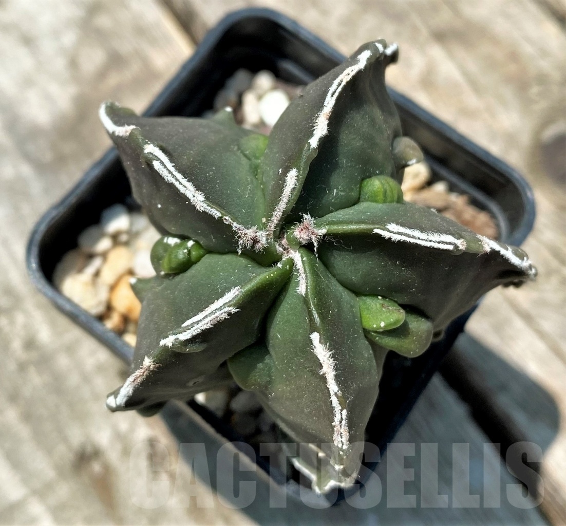 SHPR10963 Astrophytum myriostigma 'Fukuryu'