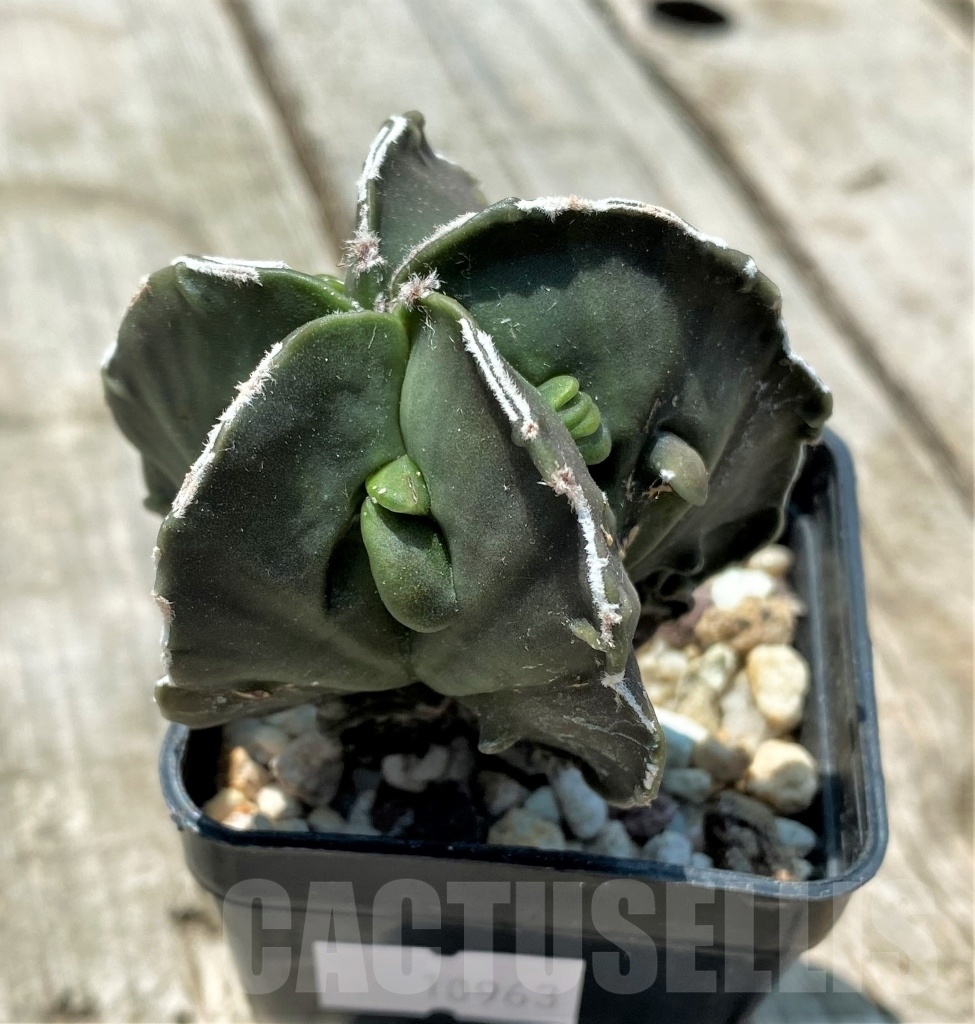 SHPR10963 Astrophytum myriostigma 'Fukuryu' - immagine 2