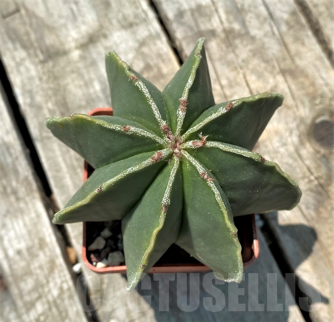 SHPR10965 Astrophytum myriostigma f. multicostatum - Image 2