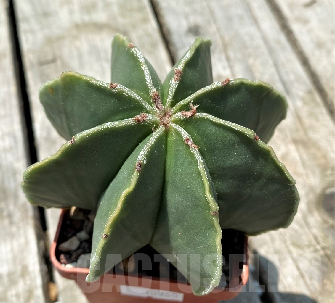 SHPR10965 Astrophytum myriostigma f. multicostatum