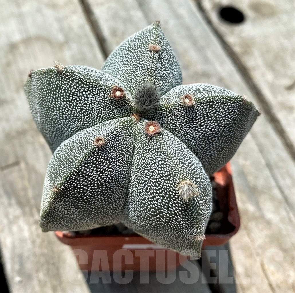 SHPR10970 Astrophytum myriostigma 'Onzuka' - immagine 2