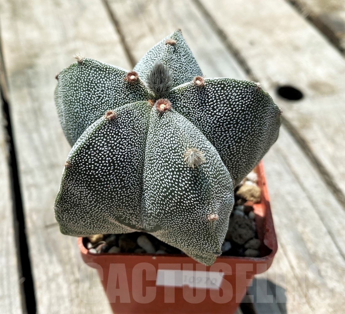 SHPR10970 Astrophytum myriostigma 'Onzuka'