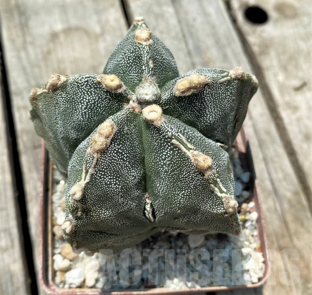 SHPR10971 Astrophytum myriostigma 'Fukuryu'