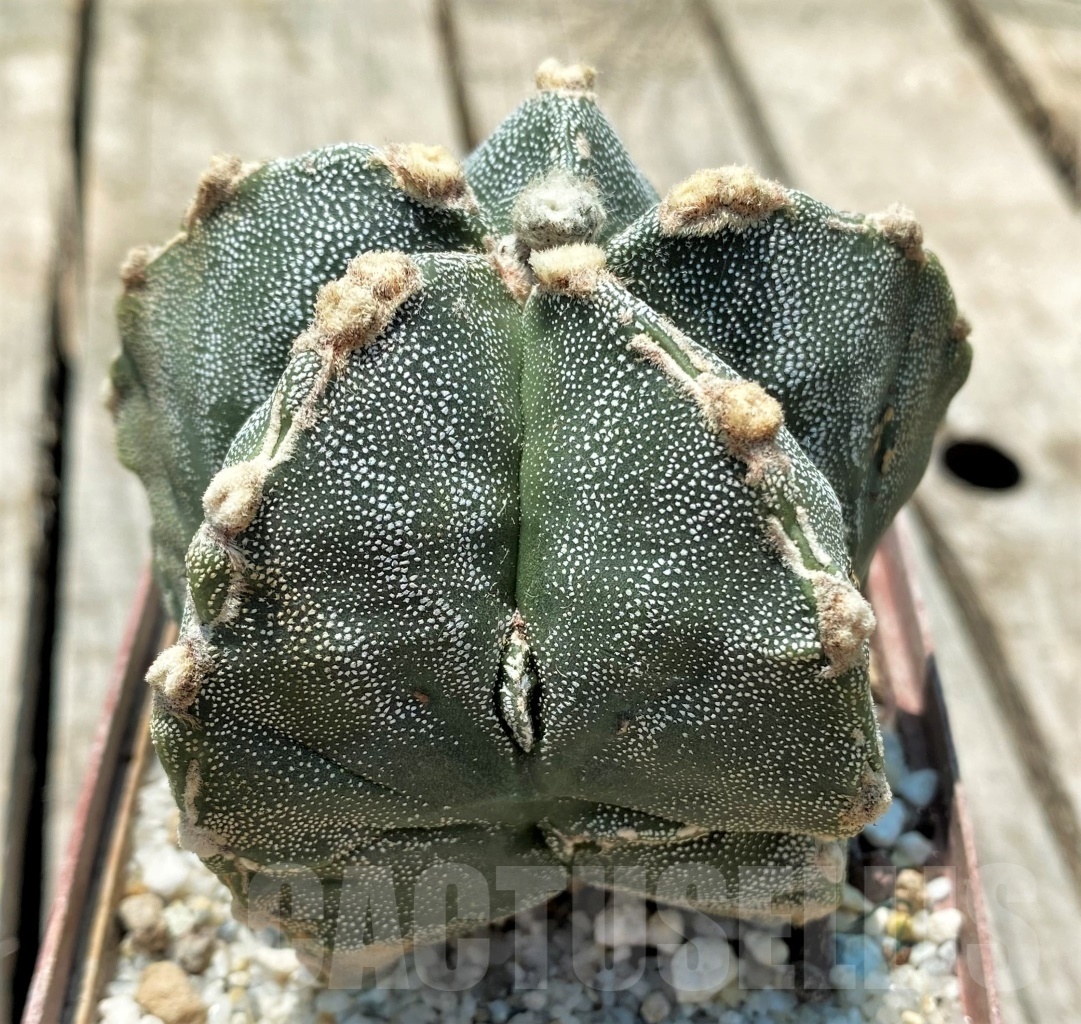 SHPR10971 Astrophytum myriostigma 'Fukuryu' - Image 2