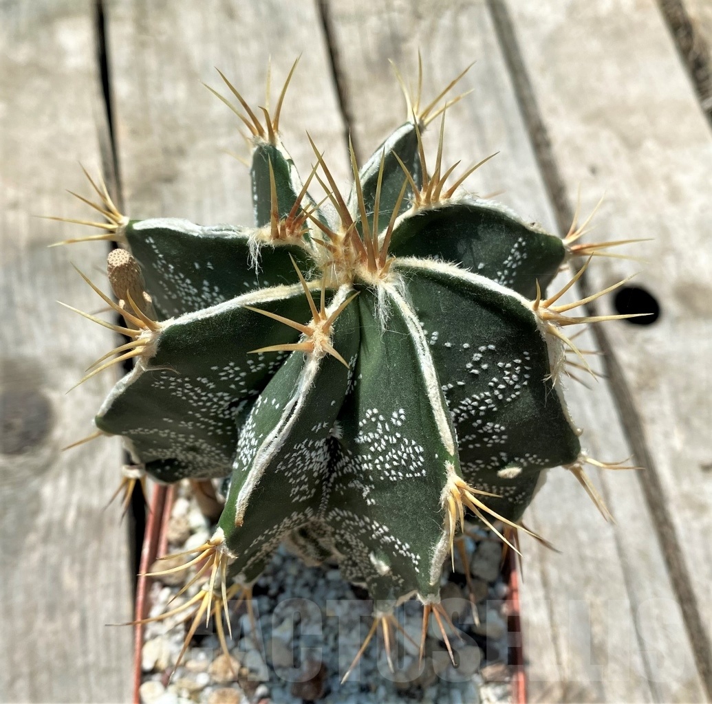 SHPR10973 Astrophytum ornatum hybrid