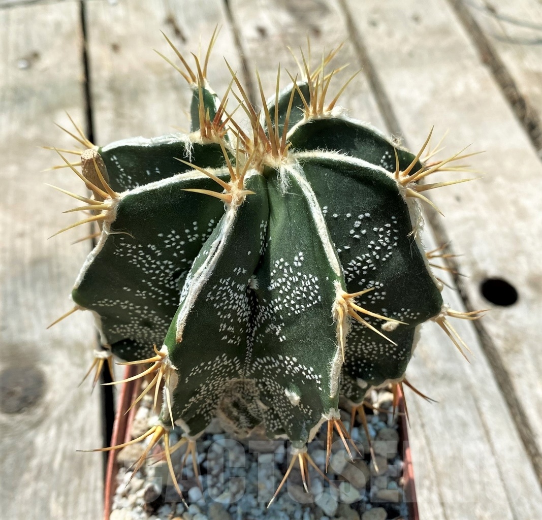 SHPR10973 Astrophytum ornatum hybrid - Obrázek 2
