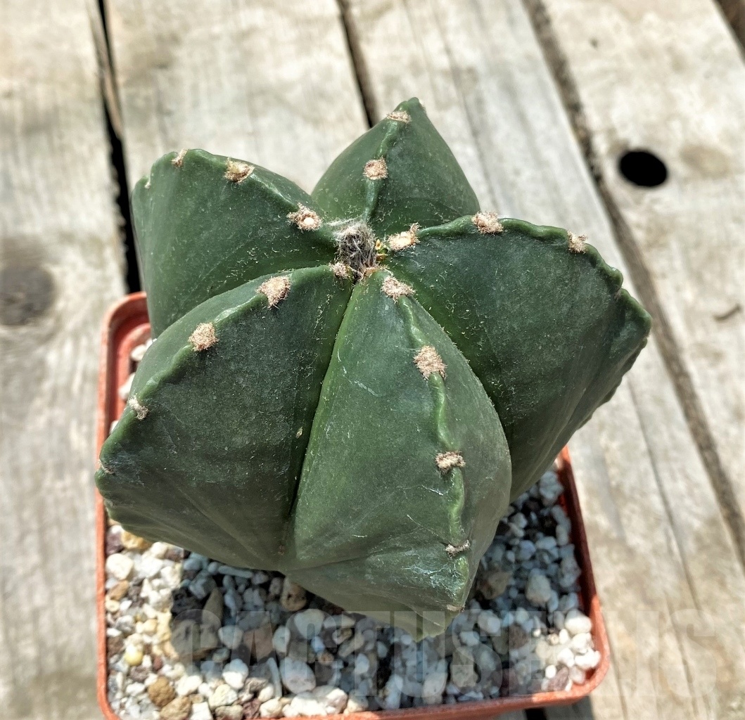 SHPR10974 Astrophytum myriostigma