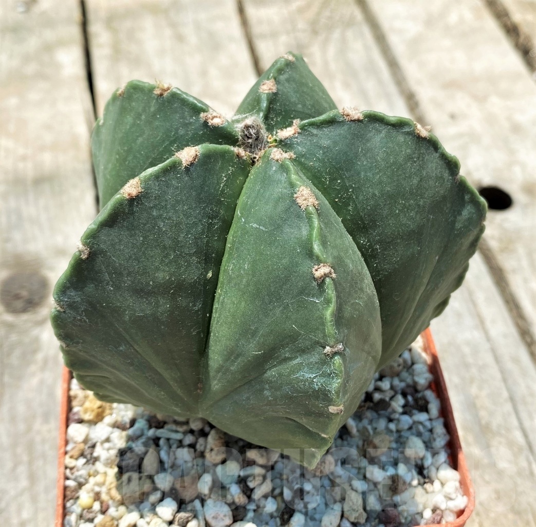 SHPR10974 Astrophytum myriostigma - Obrázek 2