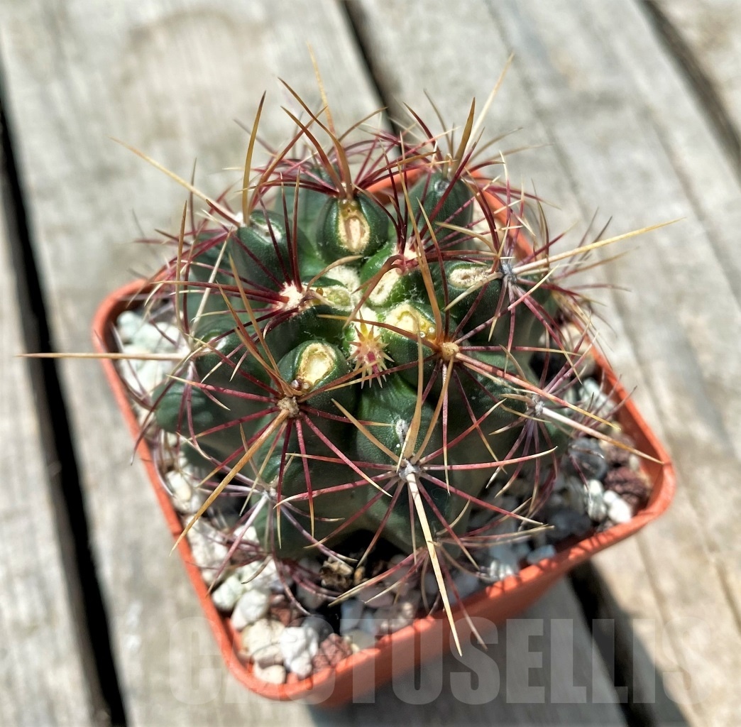 SHPR10975 Thelocactus bicolor - Obrázek 2