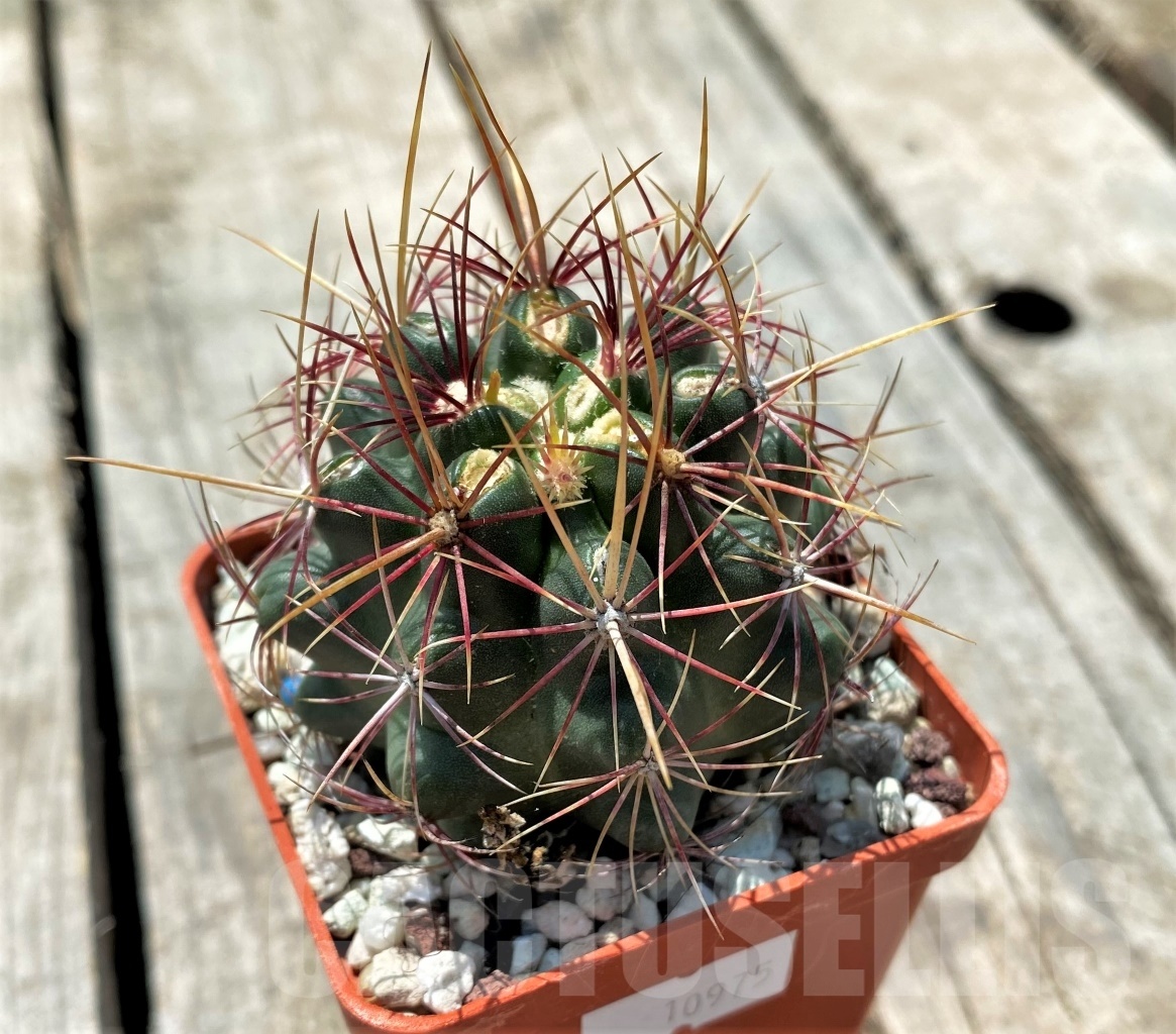 SHPR10975 Thelocactus bicolor