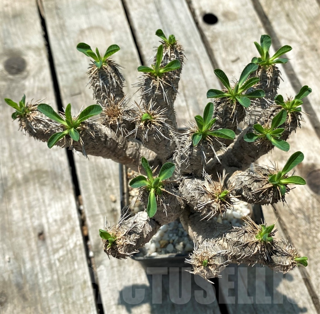 SHPR10976 Euphorbia guillauminiana - Image 2