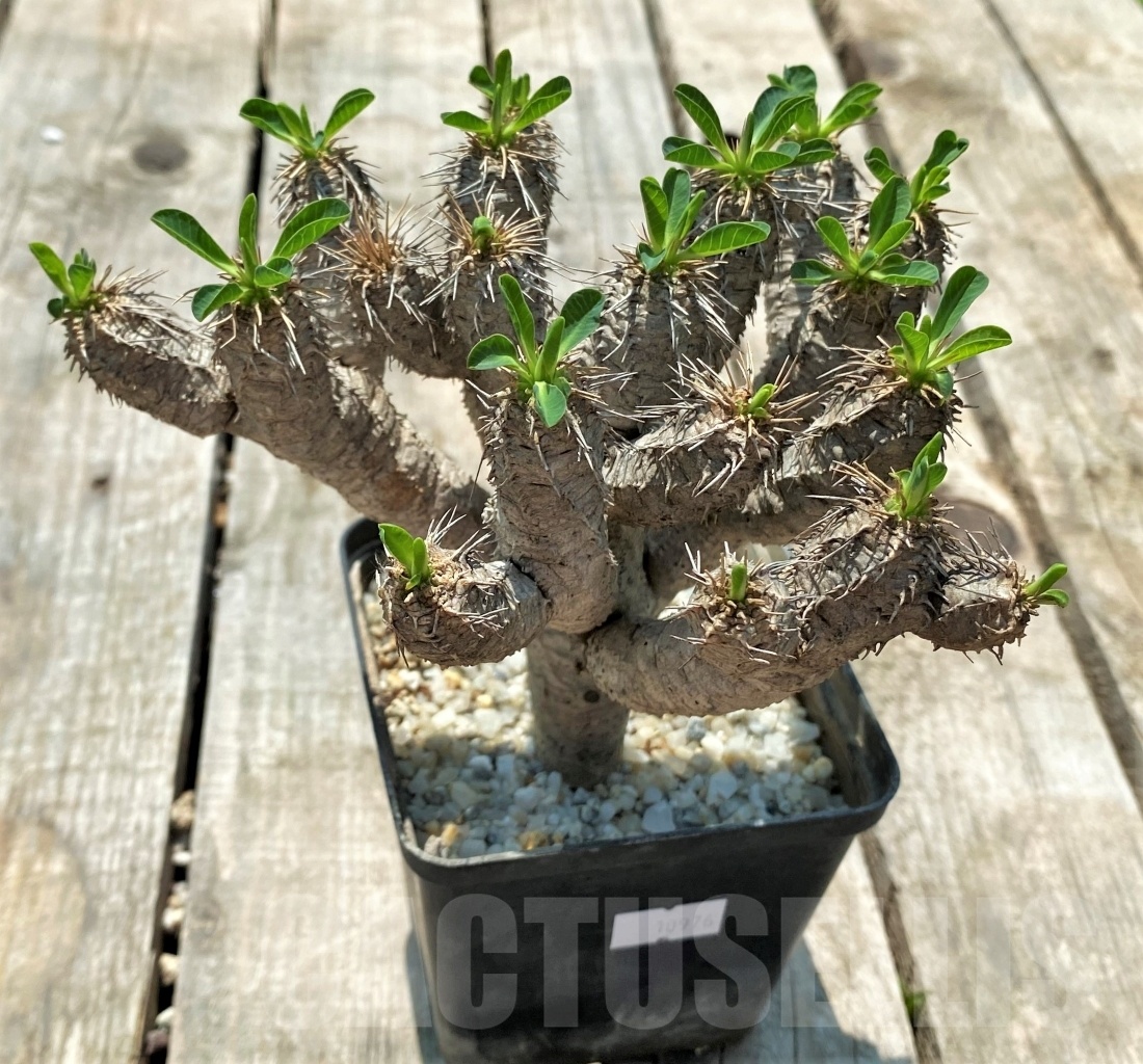 SHPR10976 Euphorbia guillauminiana