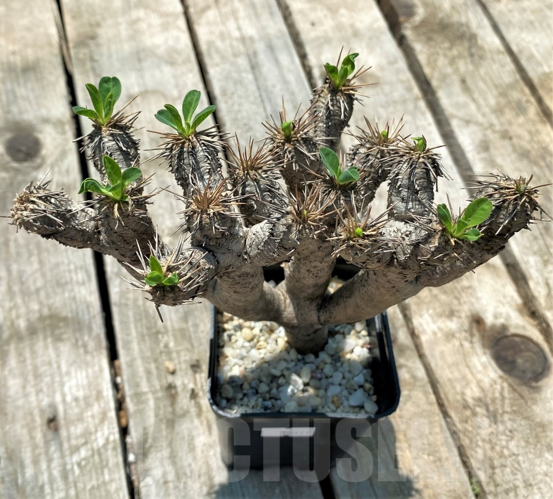 SHPR10977 Euphorbia guillauminiana