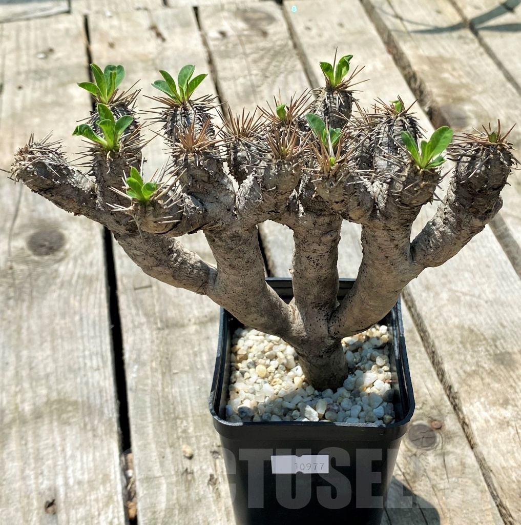 SHPR10977 Euphorbia guillauminiana - Obrázek 2