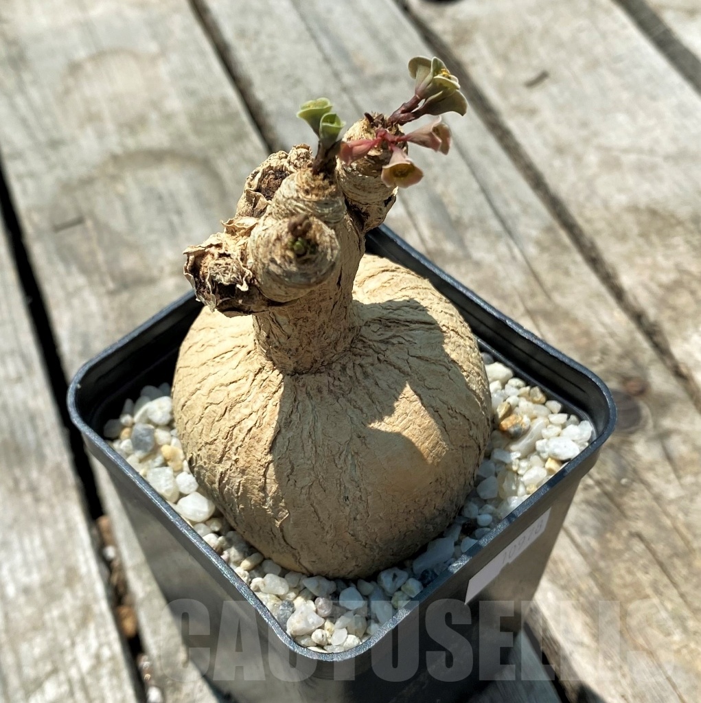 SHPR10978 Euphorbia subapoda - immagine 3