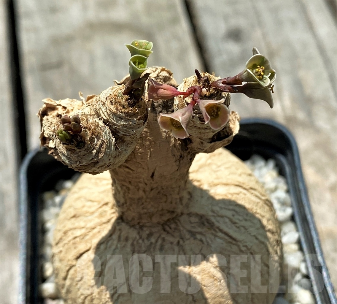 SHPR10978 Euphorbia subapoda - immagine 2