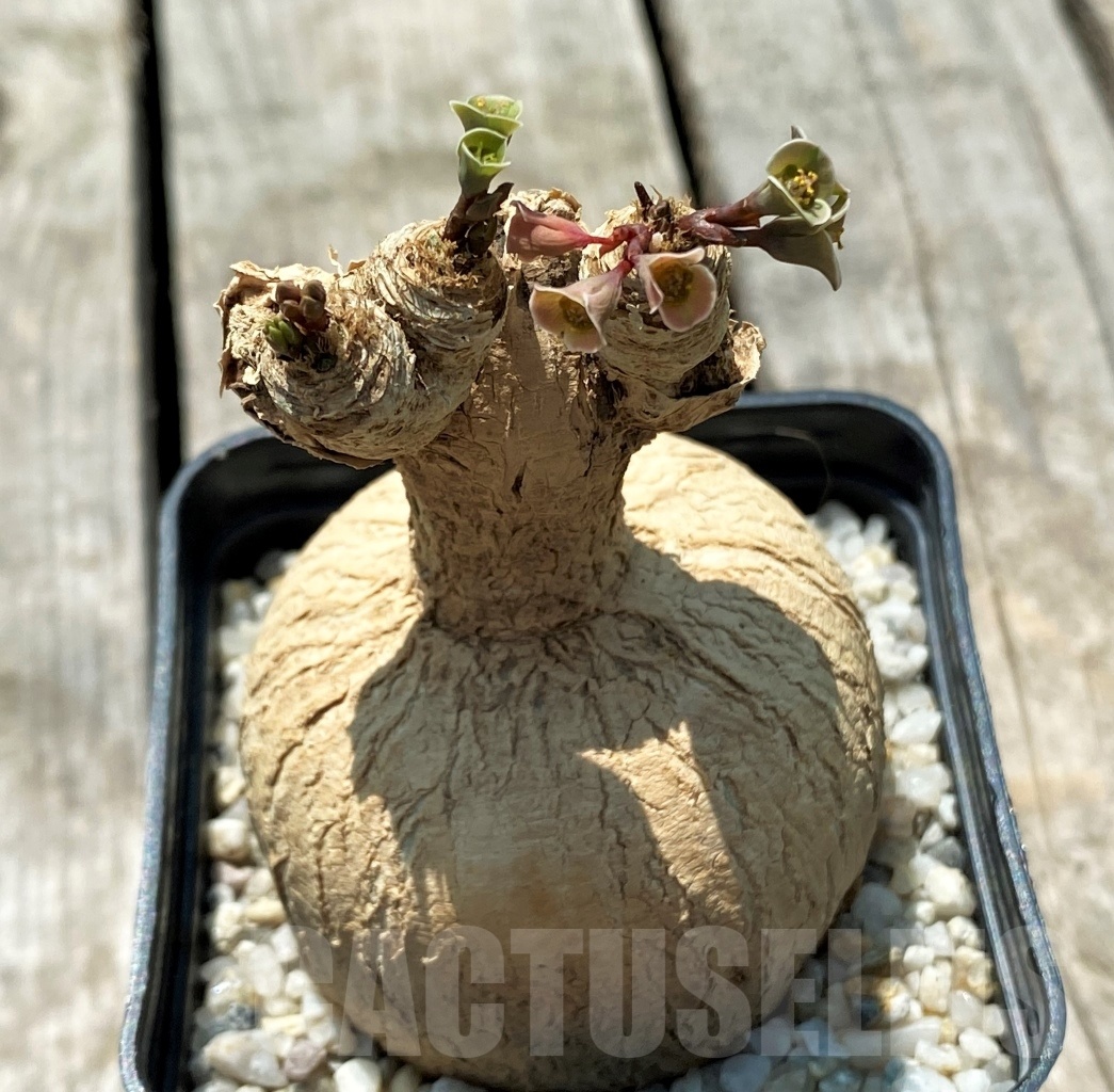 SHPR10978 Euphorbia subapoda