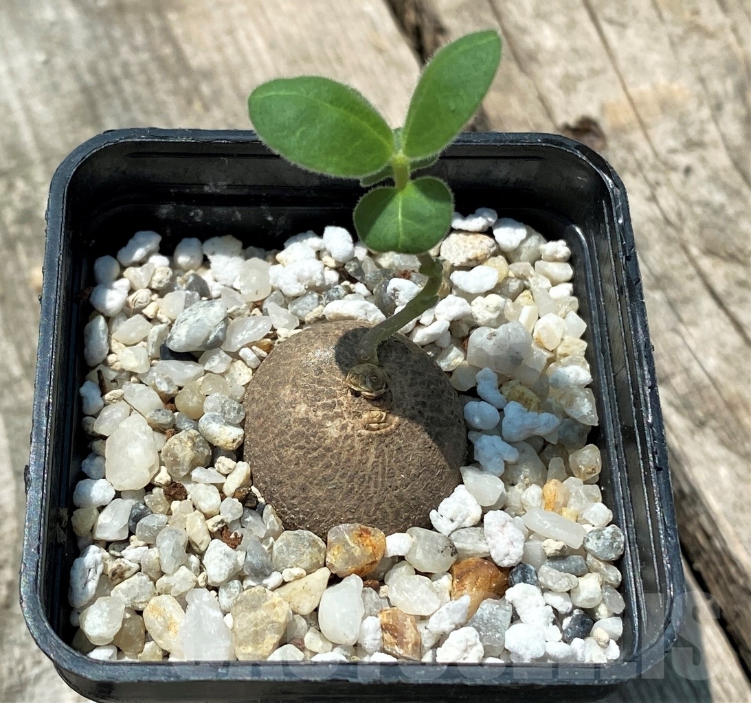 SHPR10979 Brachystelma aff. lancasteri ES 21332