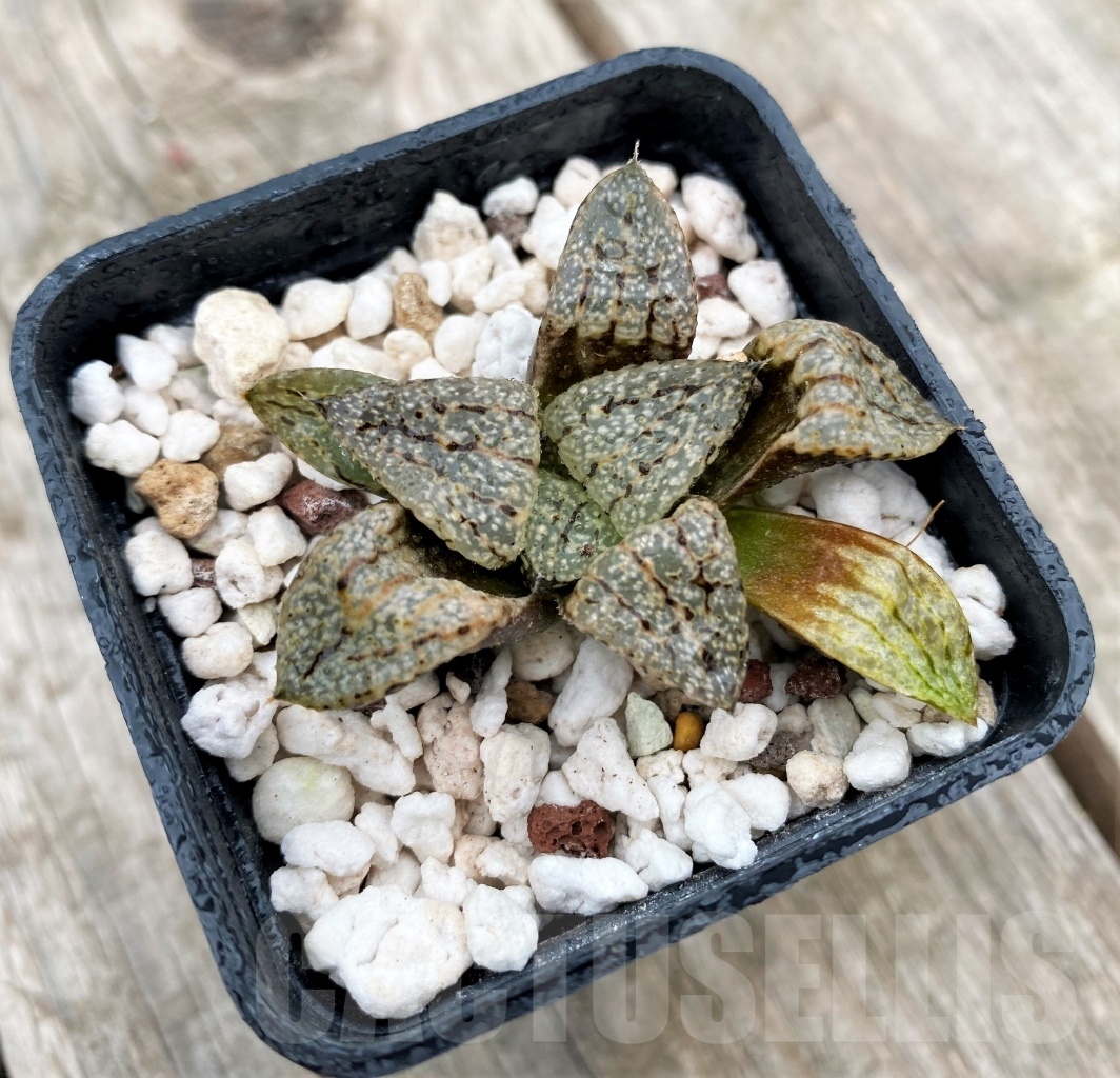SHPR10980 Haworthia picta - immagine 2