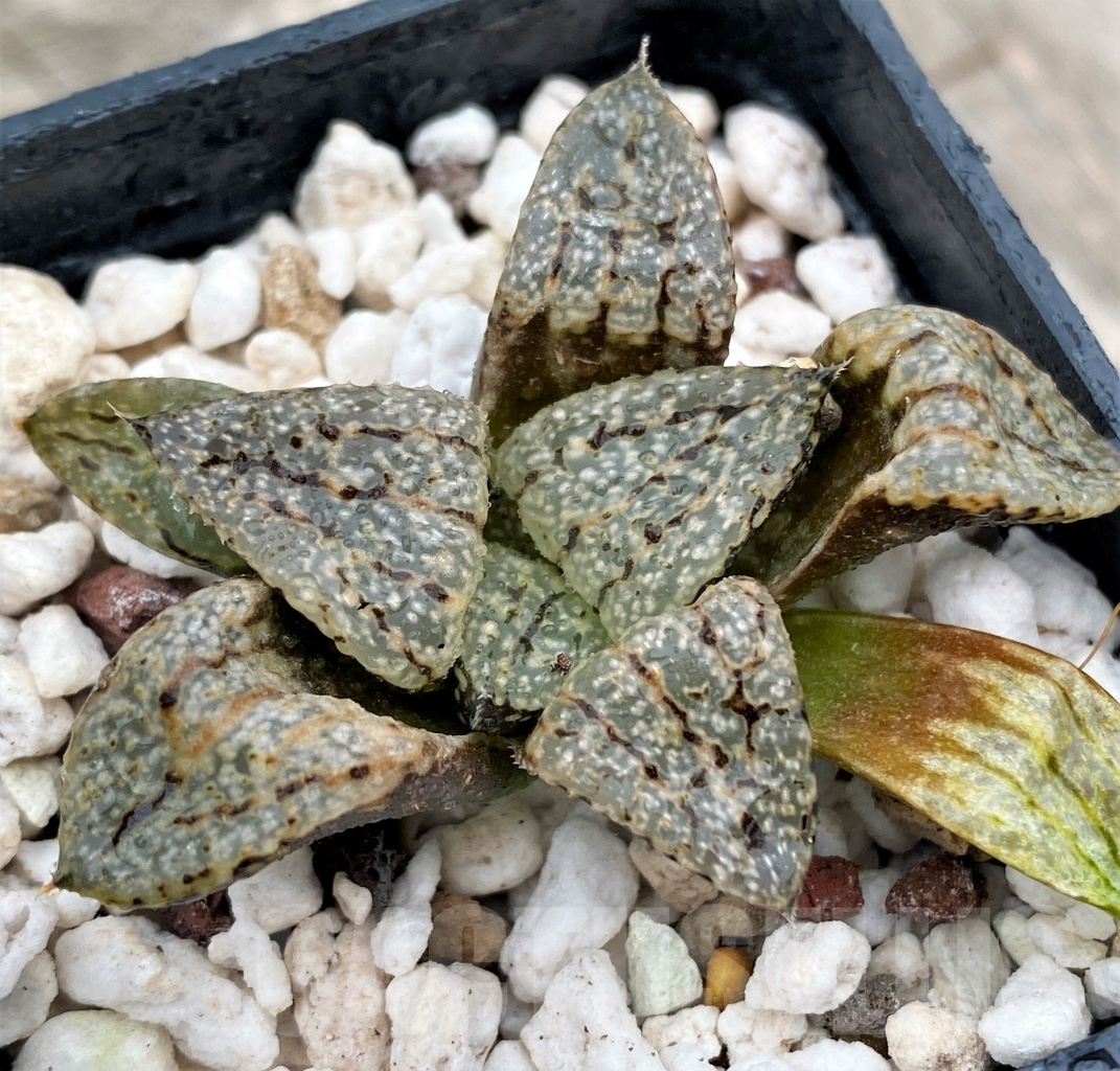 SHPR10980 Haworthia picta