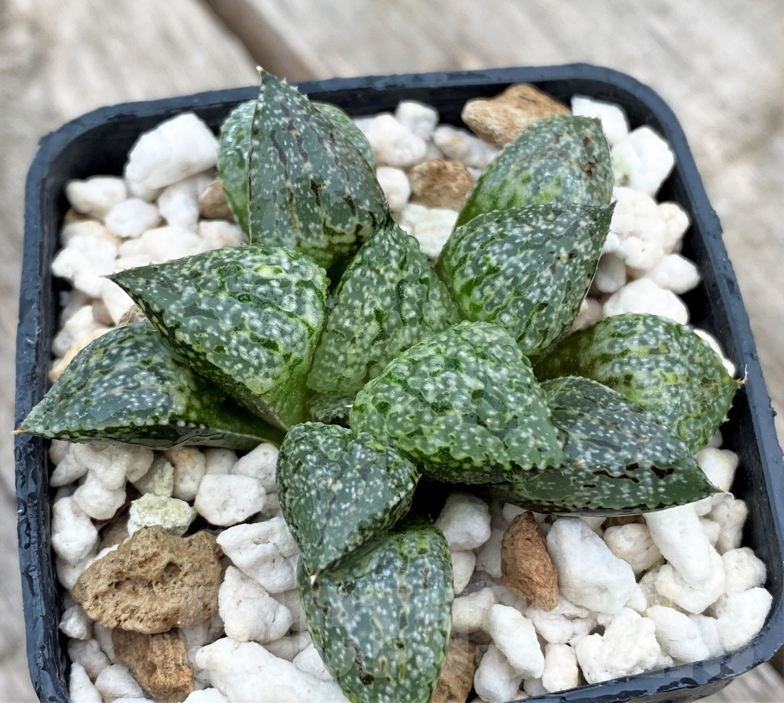 SHPR10981 Haworthia picta best selection