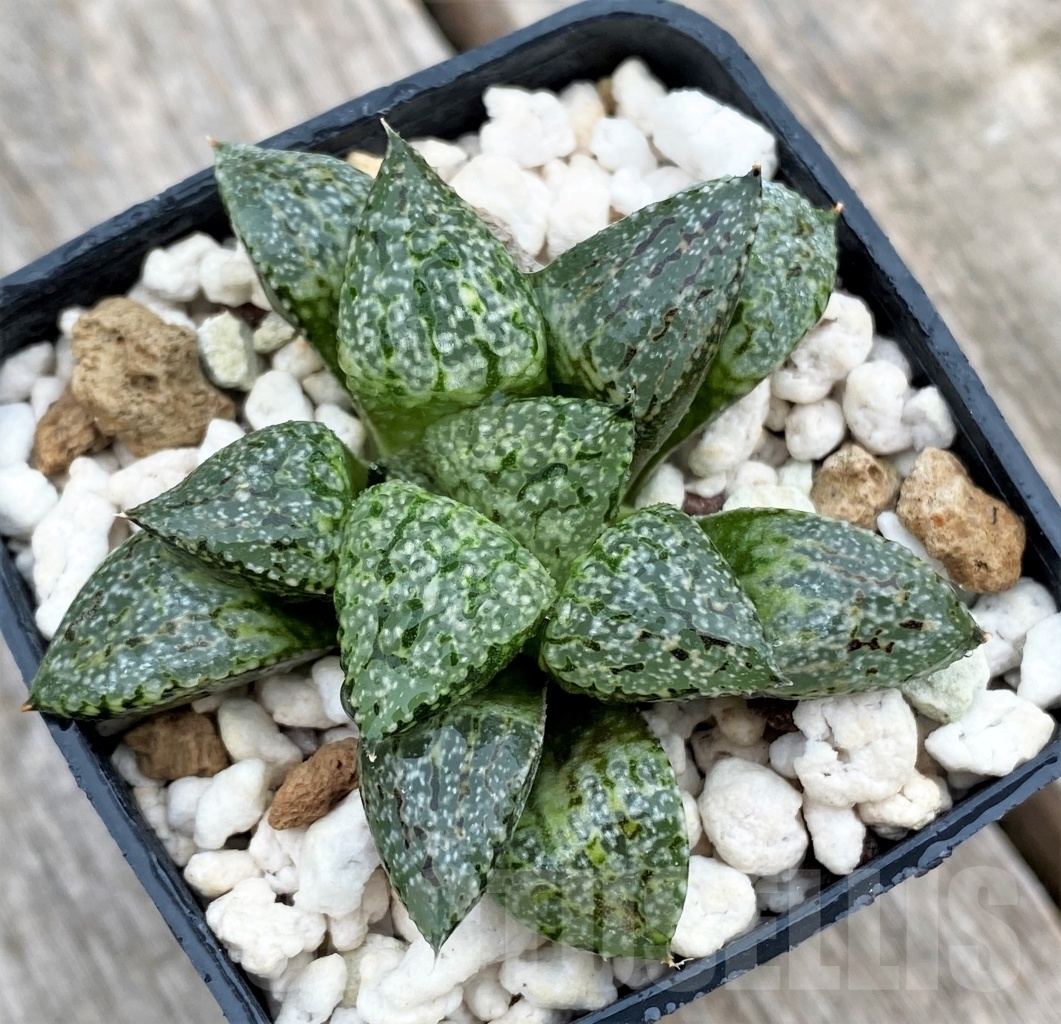 SHPR10981 Haworthia picta best selection - immagine 2