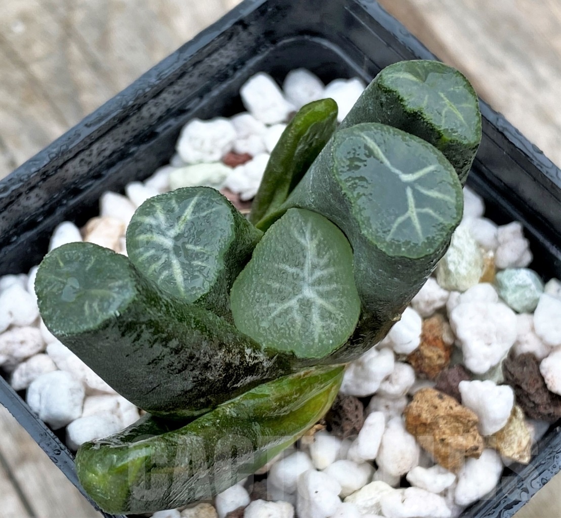 SHPR10982 Haworthia maughanii Japan selection