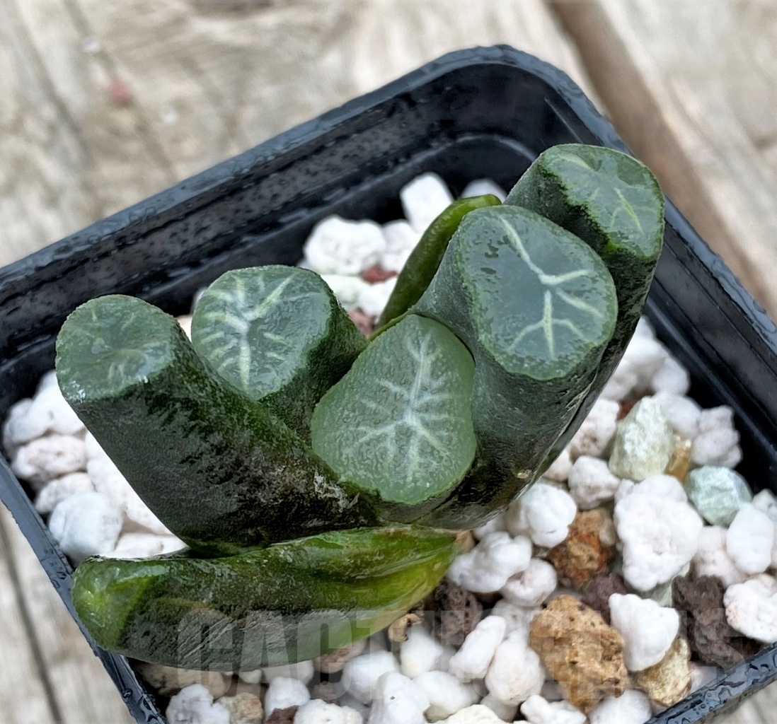 SHPR10982 Haworthia maughanii Japan selection - immagine 2