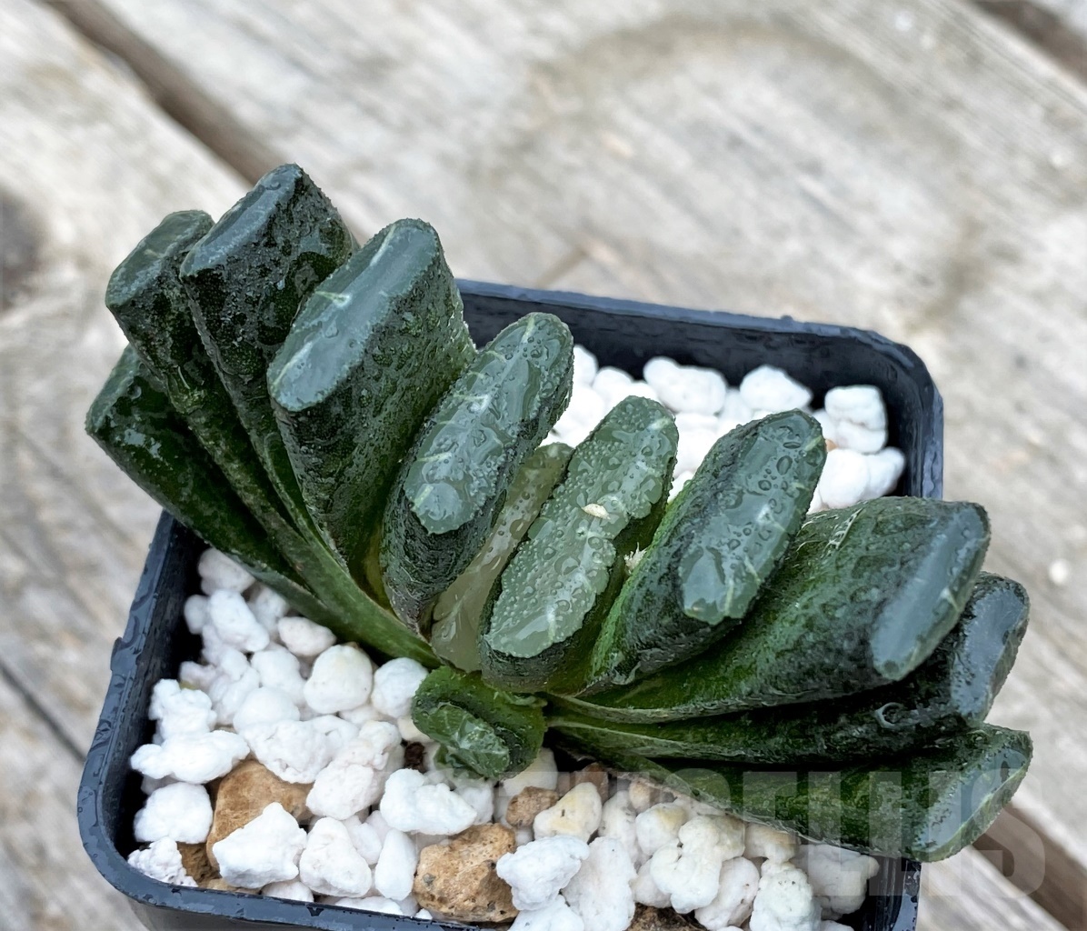SHPR10983 Haworthia truncata hybrid - Image 3