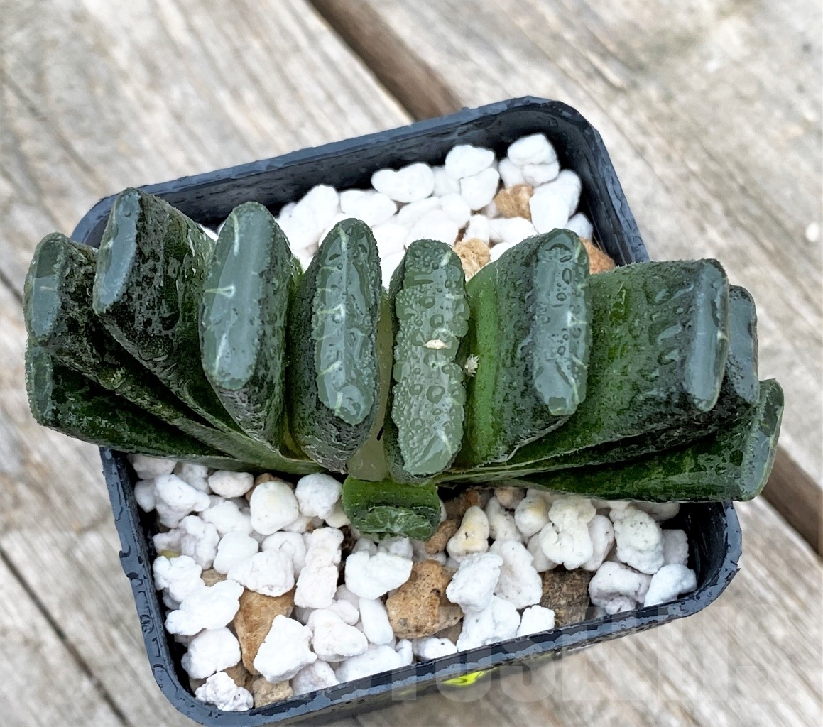 SHPR10983 Haworthia truncata hybrid