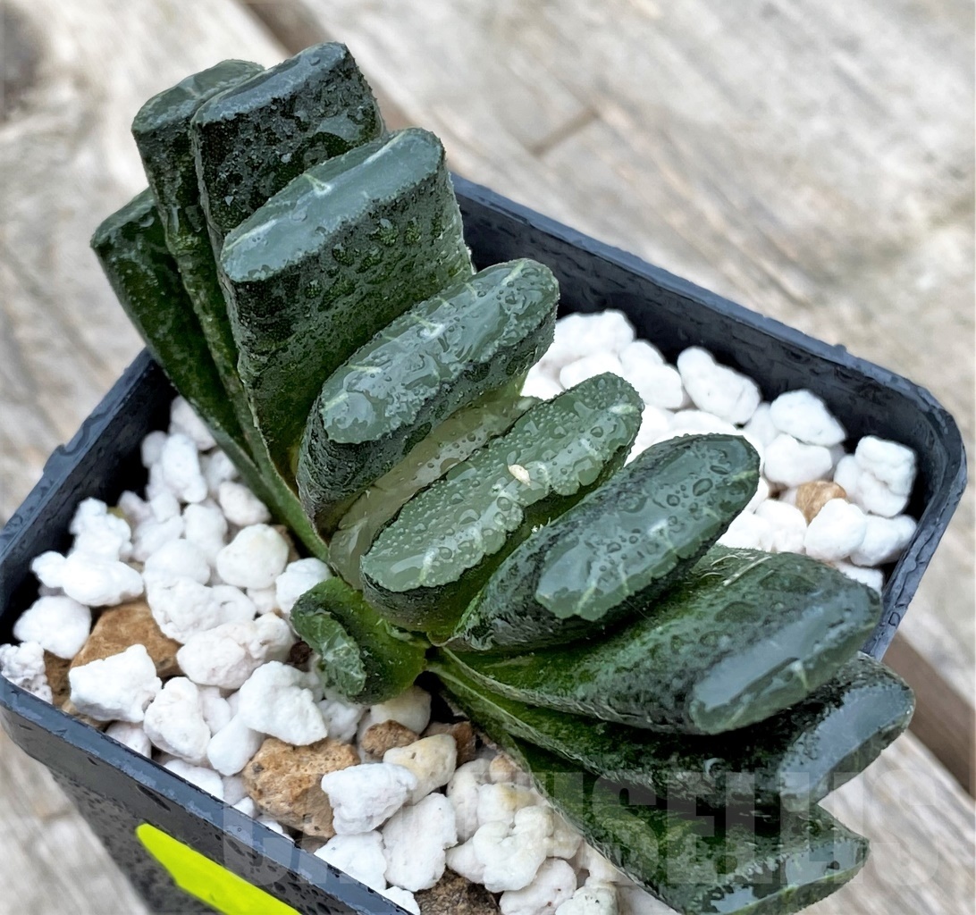 SHPR10983 Haworthia truncata hybrid - Image 2