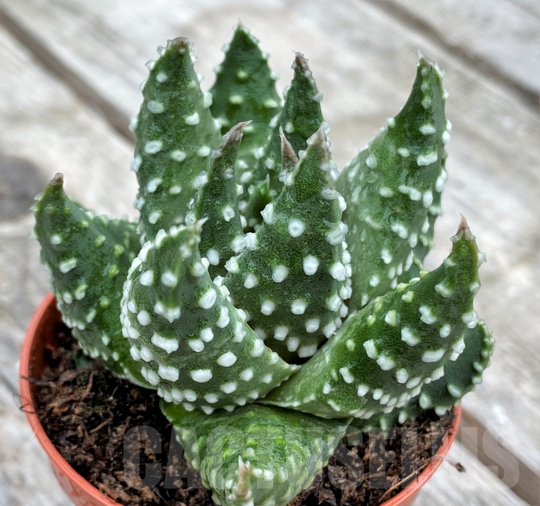 SHPR10984 Haworthia pumila "Compact form"