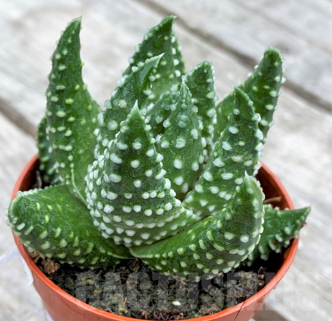 SHPR10985 Haworthia pumila "Compact form"