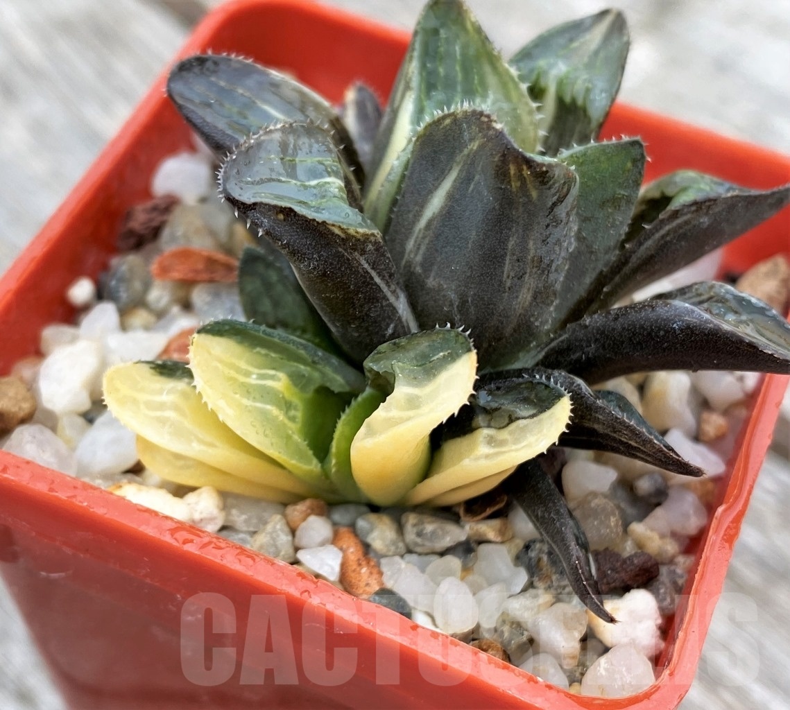 SHPR8913 Haworthia retusa f. variegata