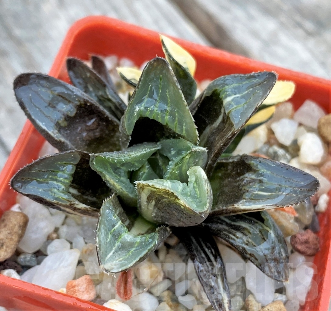 SHPR8913 Haworthia retusa f. variegata - Image 2
