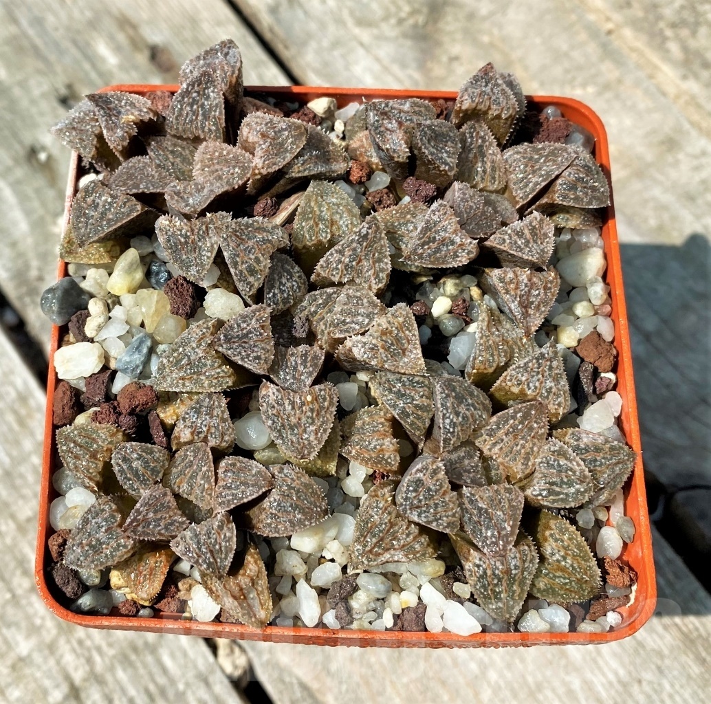 SHPR10986 Haworthia 'Anna Cocozza' - Зображення 2