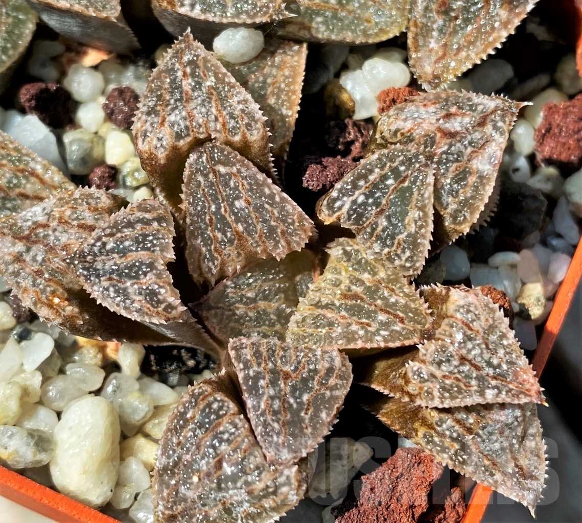 SHPR10986 Haworthia 'Anna Cocozza'