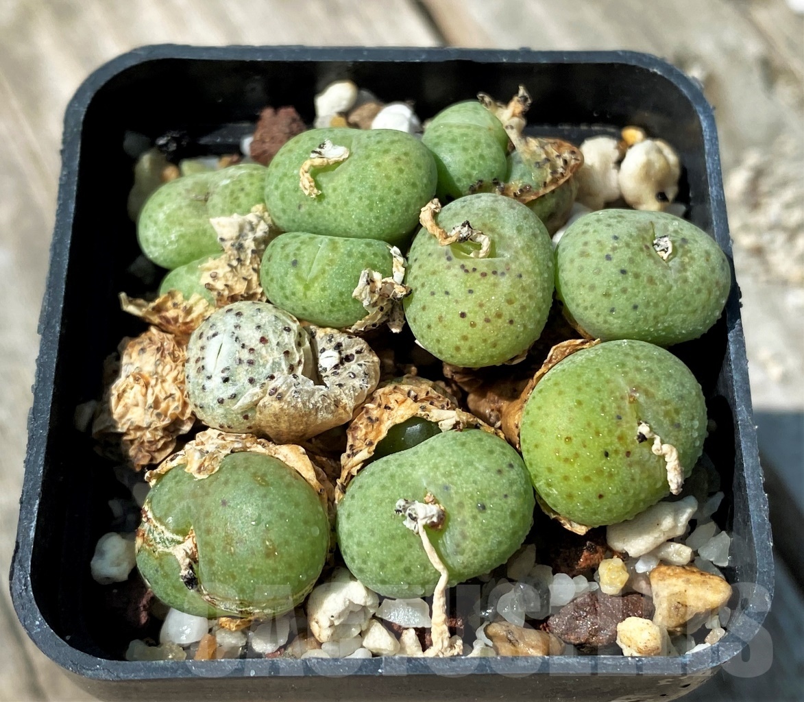 SHPR10988 Conophytum jucundum ssp. fragile Кактус онлайн
