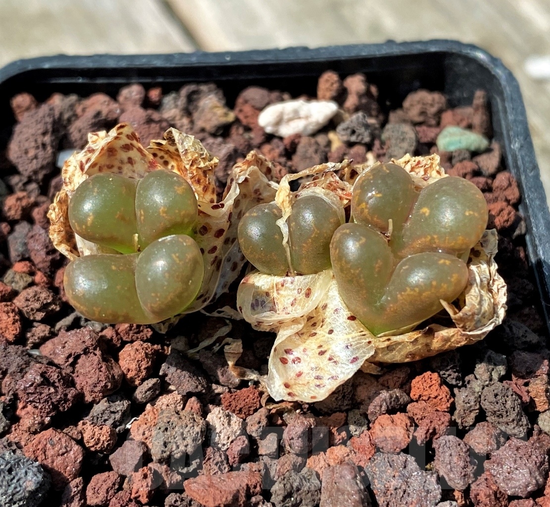 SHPR10989 Conophytum pellucidum v. pardicolor
