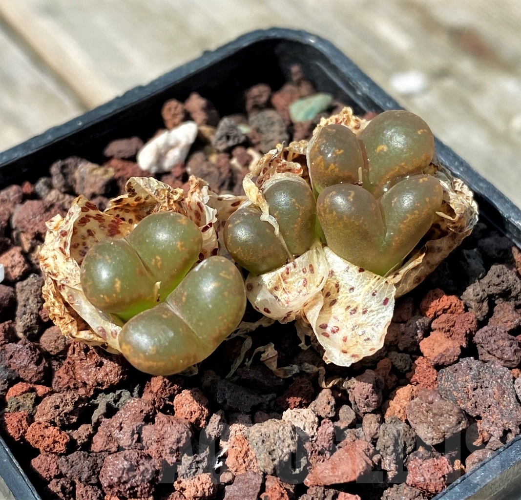 SHPR10989 Conophytum pellucidum v. pardicolor - Зображення 2