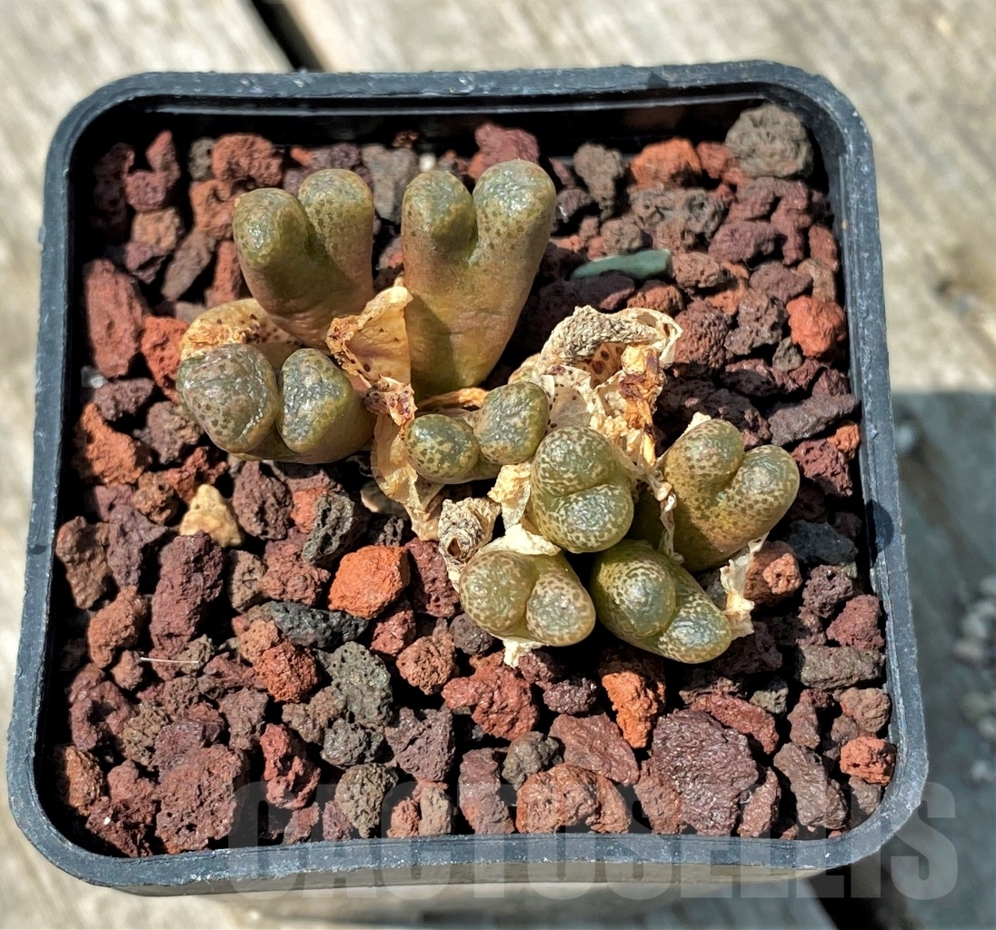 SHPR10990 Conophytum pellucidum v. lilianum - Image 3